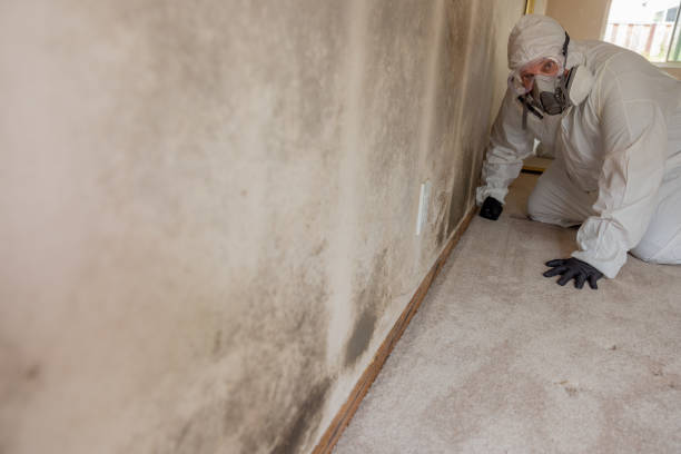 Best Emergency Mold Remediation  in Malone, FL